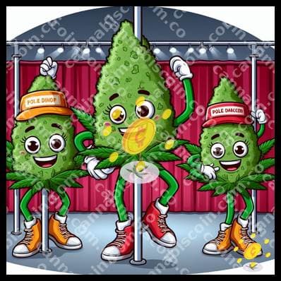Joyful herb on the dance floor